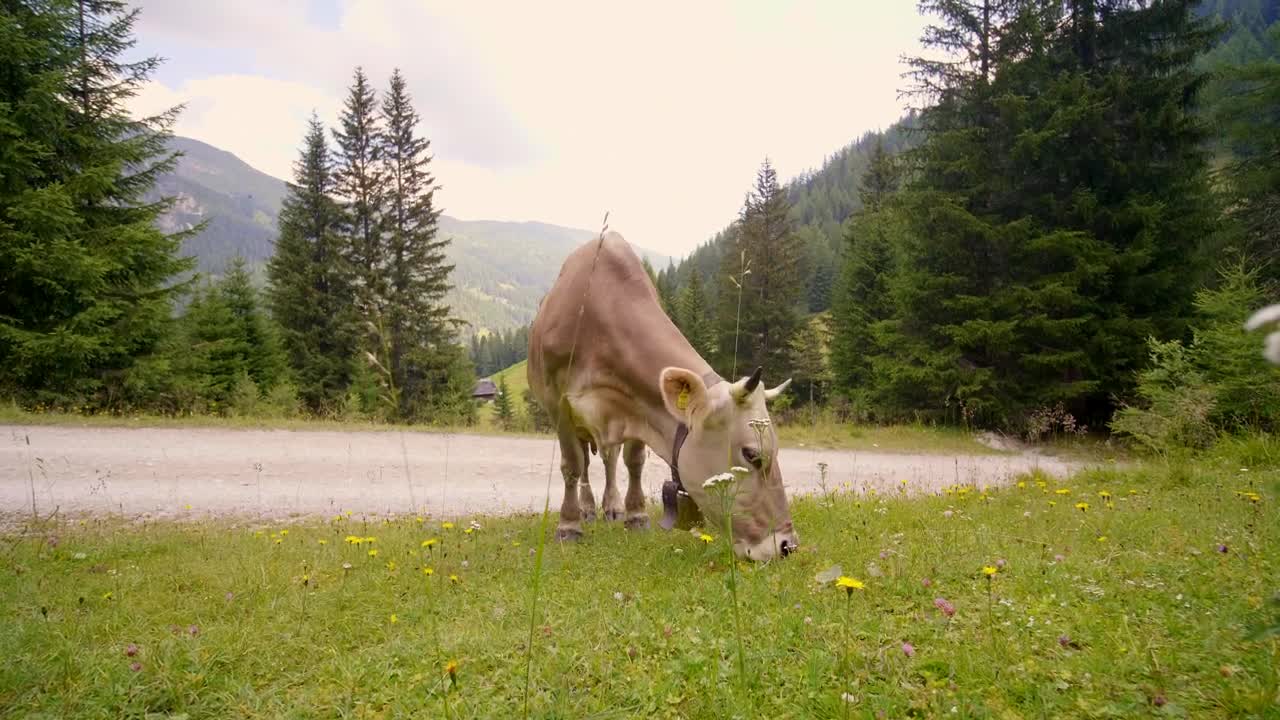 Download Stock Video Cow Grazing In The Countryside Live Wallpaper For PC