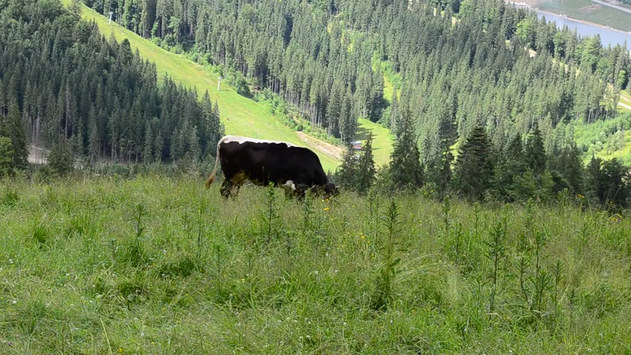 Download Stock Video Cow Feeding In The Hills Live Wallpaper For PC