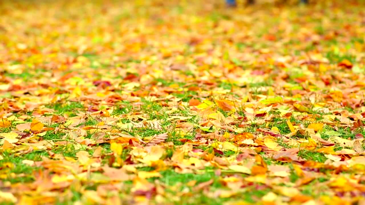 Download Stock Video Couple Walking On Autumn Leaves Live Wallpaper For PC