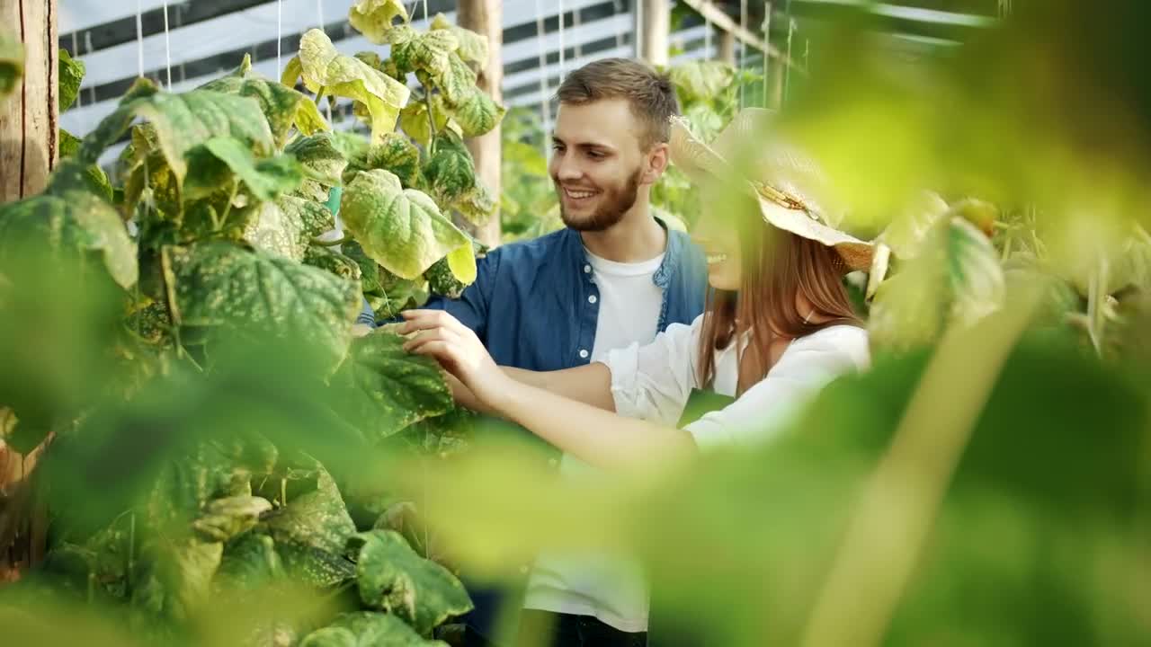 Download Stock Video Couple Talking About Plants In A Greenhouse Live Wallpaper For PC