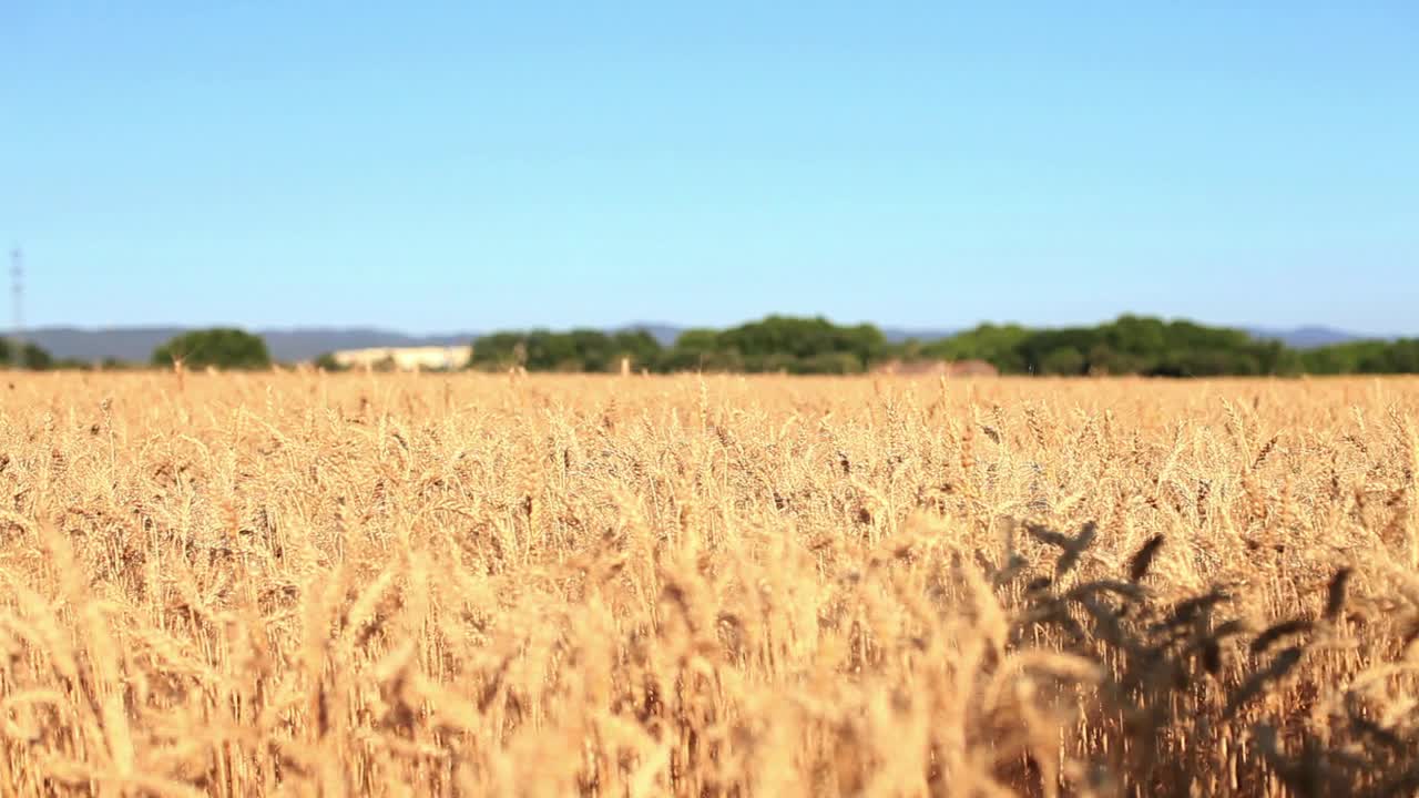 Download Stock Video Couple Running Through A Wheat Field Live Wallpaper For PC