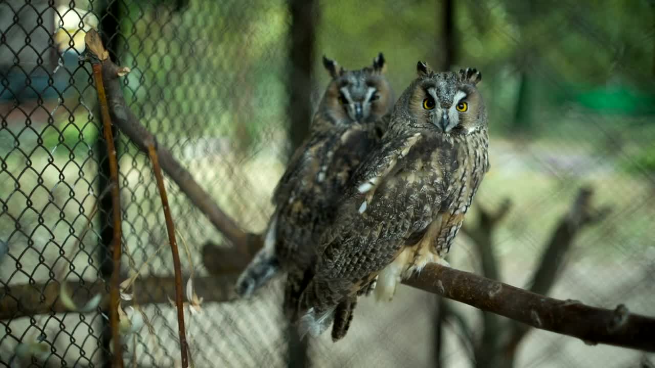 Download Stock Video Couple Of Owls In A Cage At The Zoo Live Wallpaper For PC