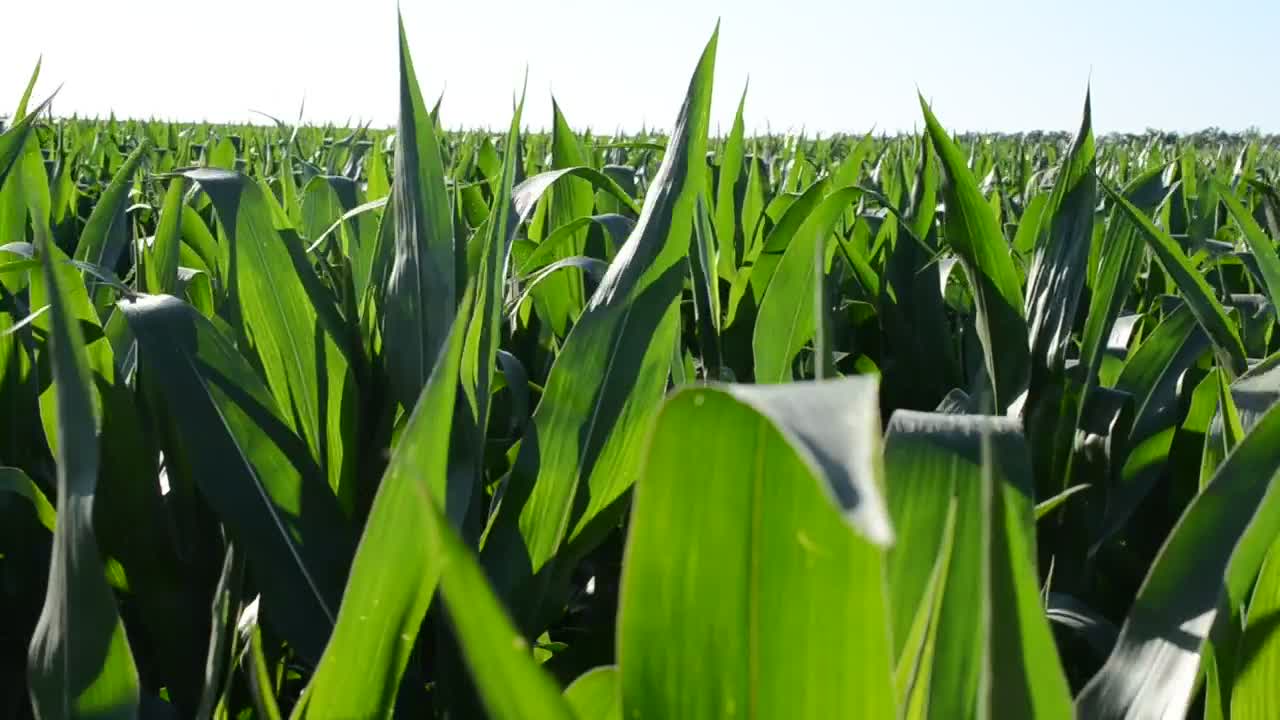 Download Stock Video Corn Growing In A Field Live Wallpaper For PC