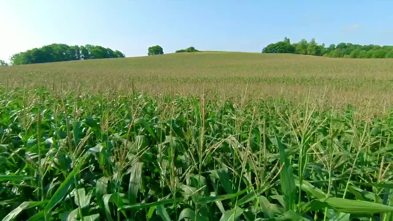 Download Stock Video Corn Field Before Harvest Live Wallpaper For PC