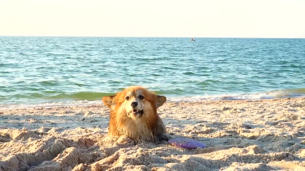 Download Stock Video Corgi Dog Enjoying The Beach Live Wallpaper For PC