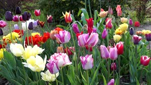 Download Stock Video Colorful Tulips In The Garden Live Wallpaper For PC