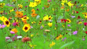 Download Stock Video Colorful Flower Field Static Shot Live Wallpaper For PC