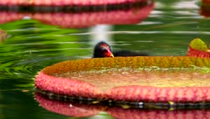 Download Stock Video Exotic Bird Swimming Among Lotus Flowers In A Lake Live Wallpaper For PC