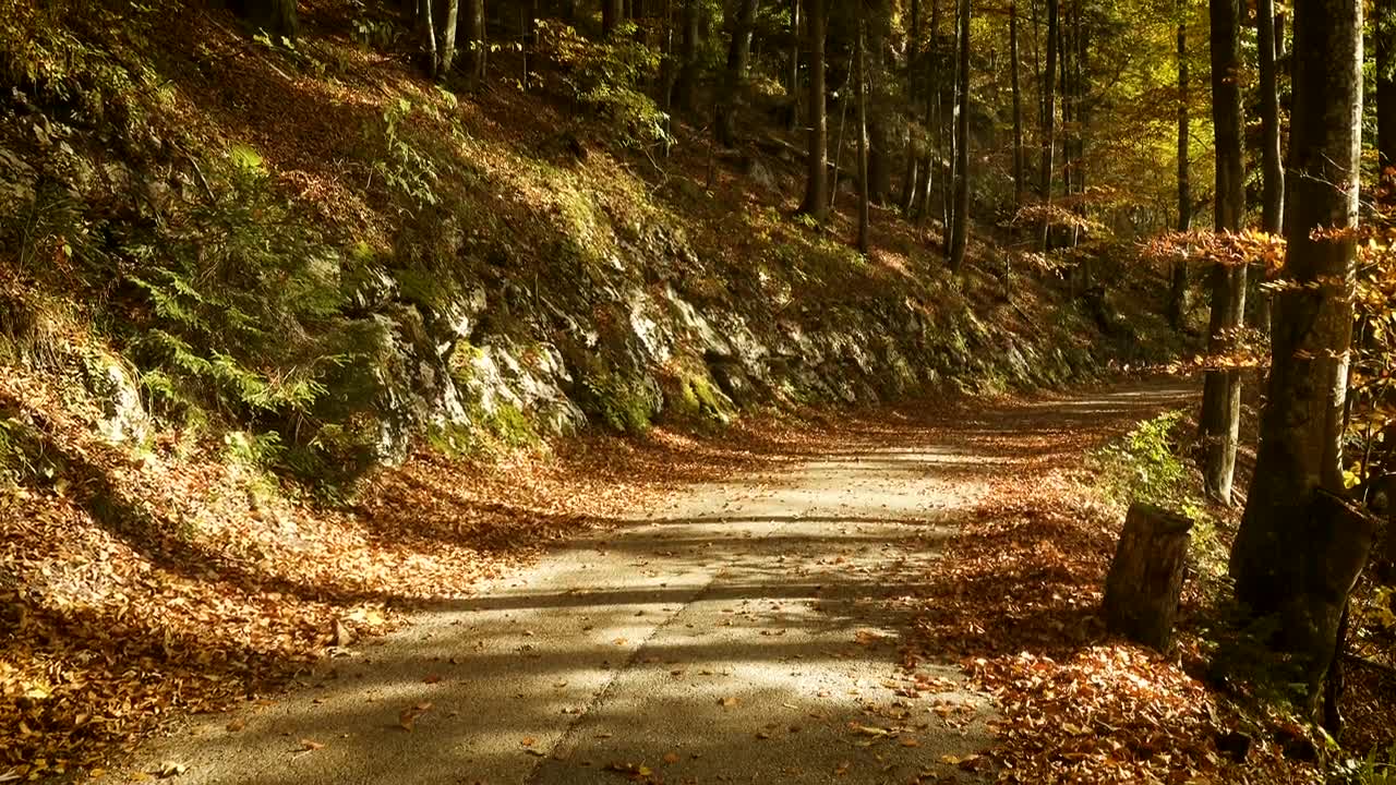 Download Stock Video Empty Road In An Autumn Forest Live Wallpaper For PC