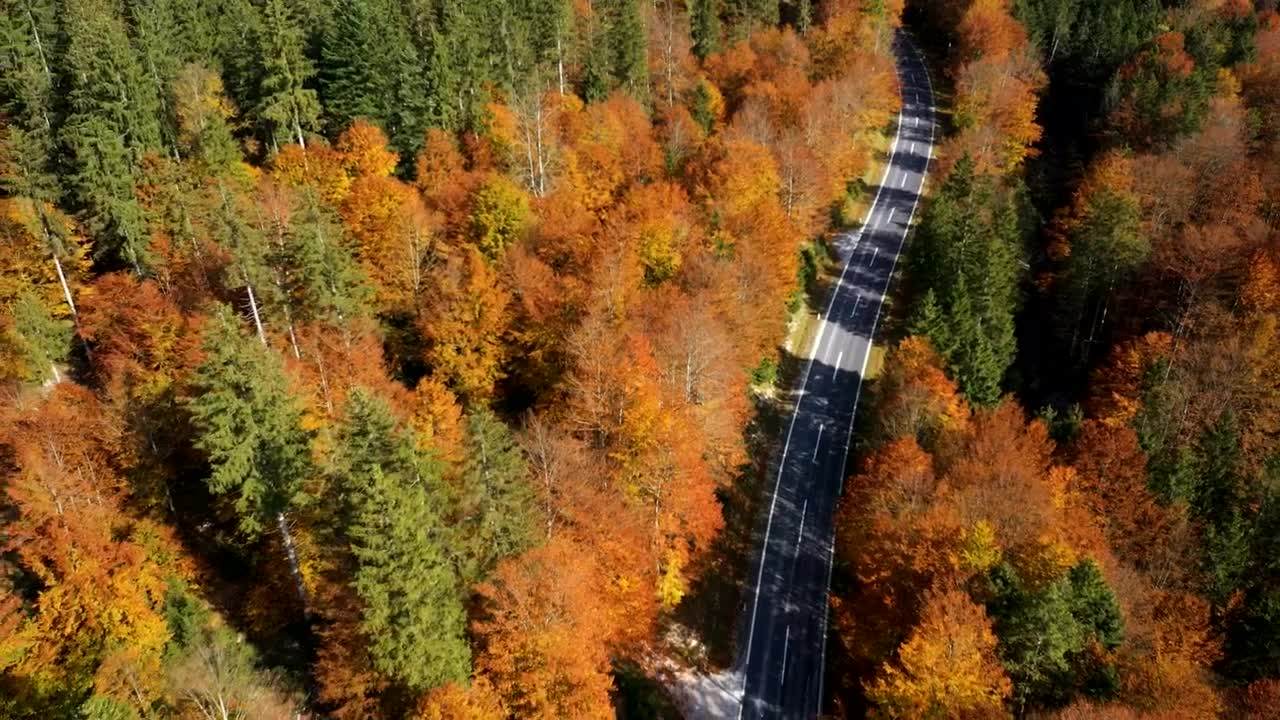 Download Stock Video Empty Road Between An Autumn Forest Live Wallpaper For PC