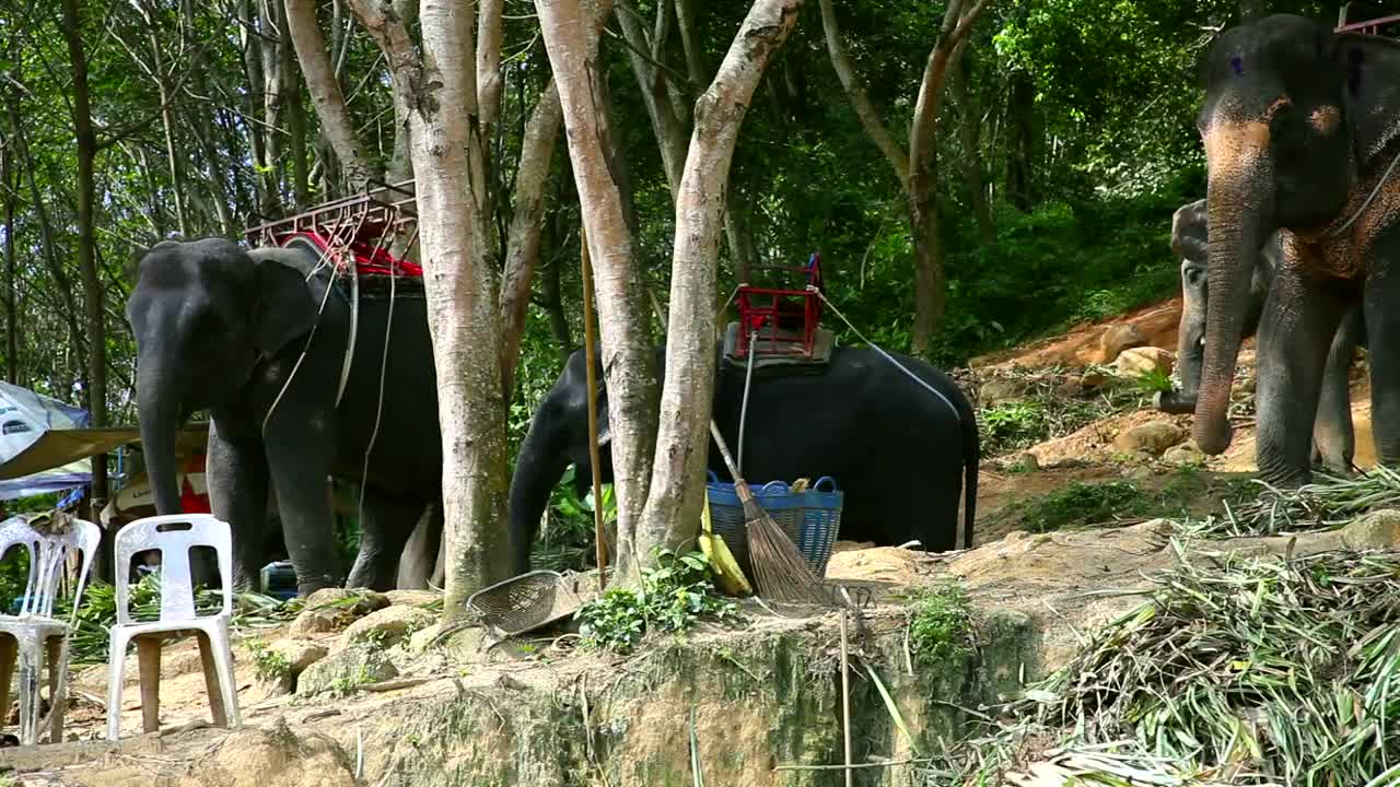 Download Stock Video Elephants Eating Plants Live Wallpaper For PC