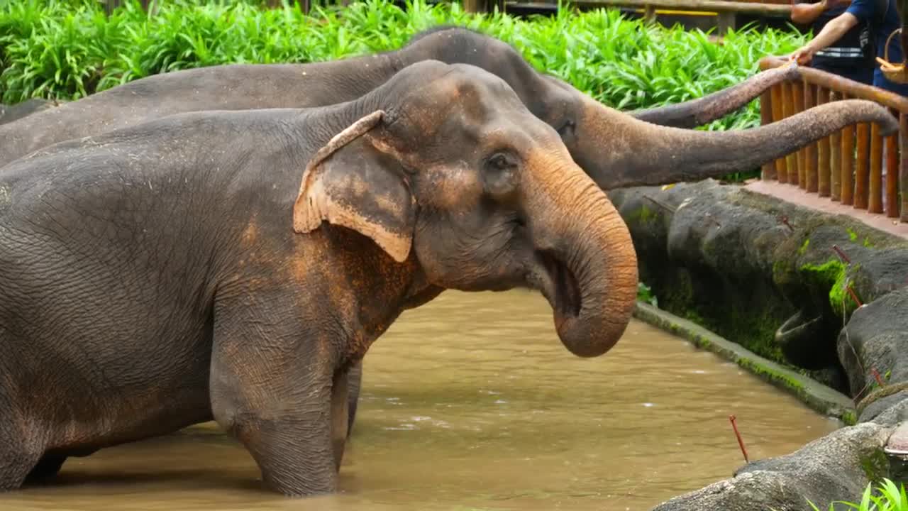 Download Stock Video Elephants Eating At The Zoo Live Wallpaper For PC