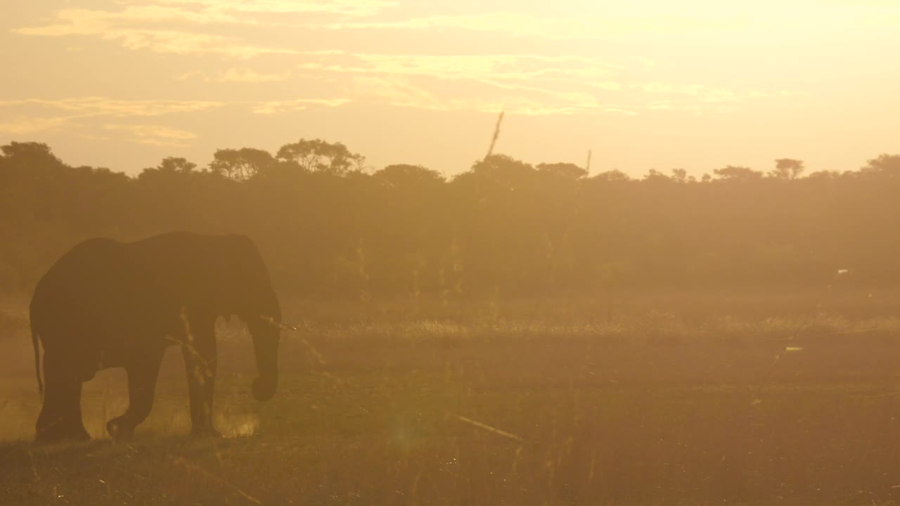 Download Stock Video Elephant Walking In The Sunset Live Wallpaper For PC