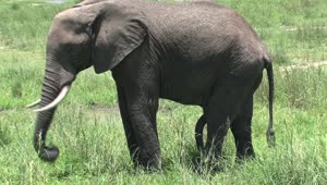 Download Stock Video Elephant Grazing In A Field Live Wallpaper For PC