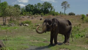Download Stock Video Elephant Getting Wet With Its Trunk Live Wallpaper For PC