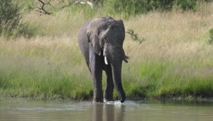 Download Stock Video Elephant Drinking From A Lake Live Wallpaper For PC