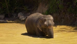 Download Stock Video Elephant Cooling Off In A Lake Live Wallpaper For PC
