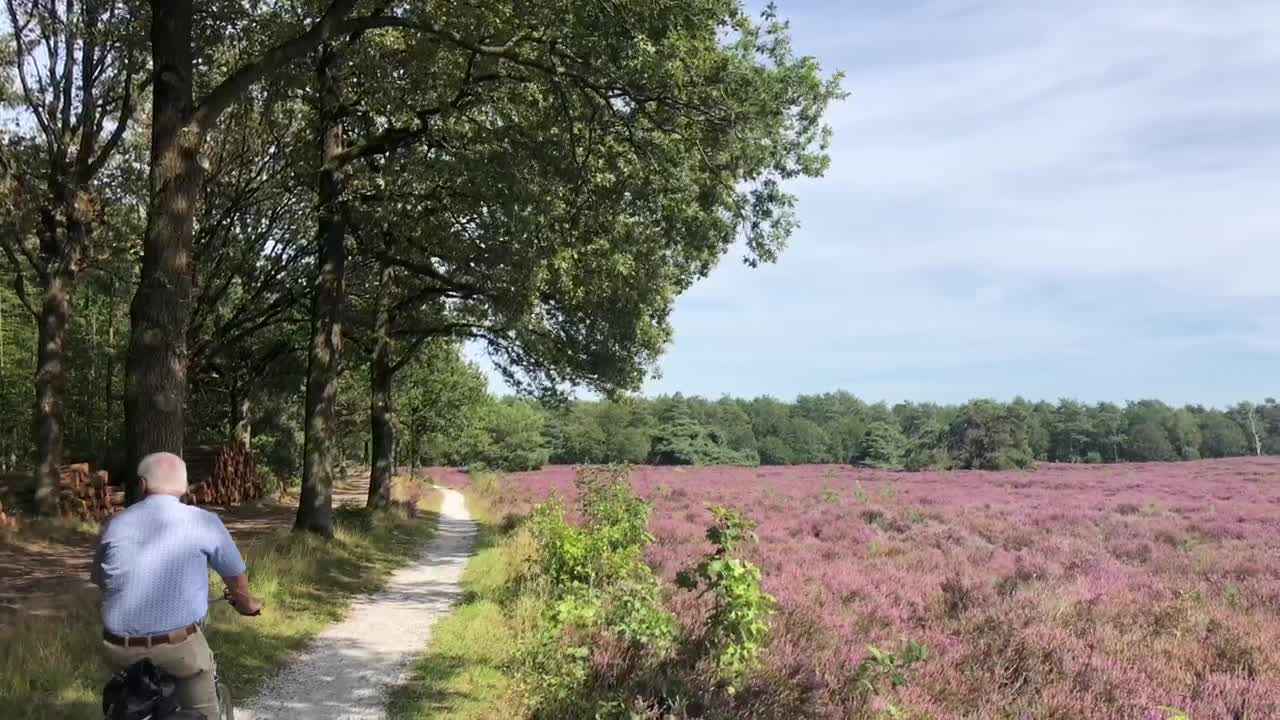 Download Stock Video Elderly Couple Cycling Through A Flower Field Live Wallpaper For PC