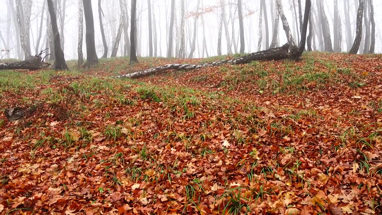 Download Stock Video Early Morning Fog In A Forest Live Wallpaper For PC