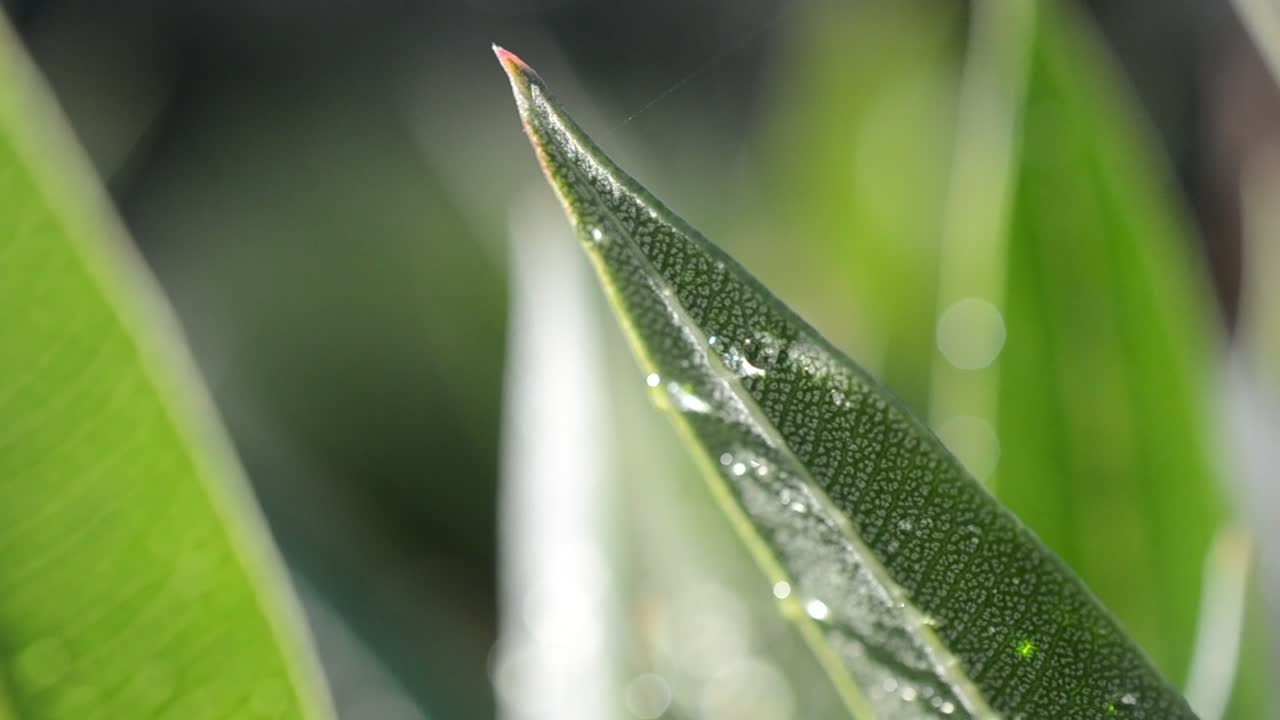 Download Stock Video Early Morning Dew On Leaves Live Wallpaper For PC