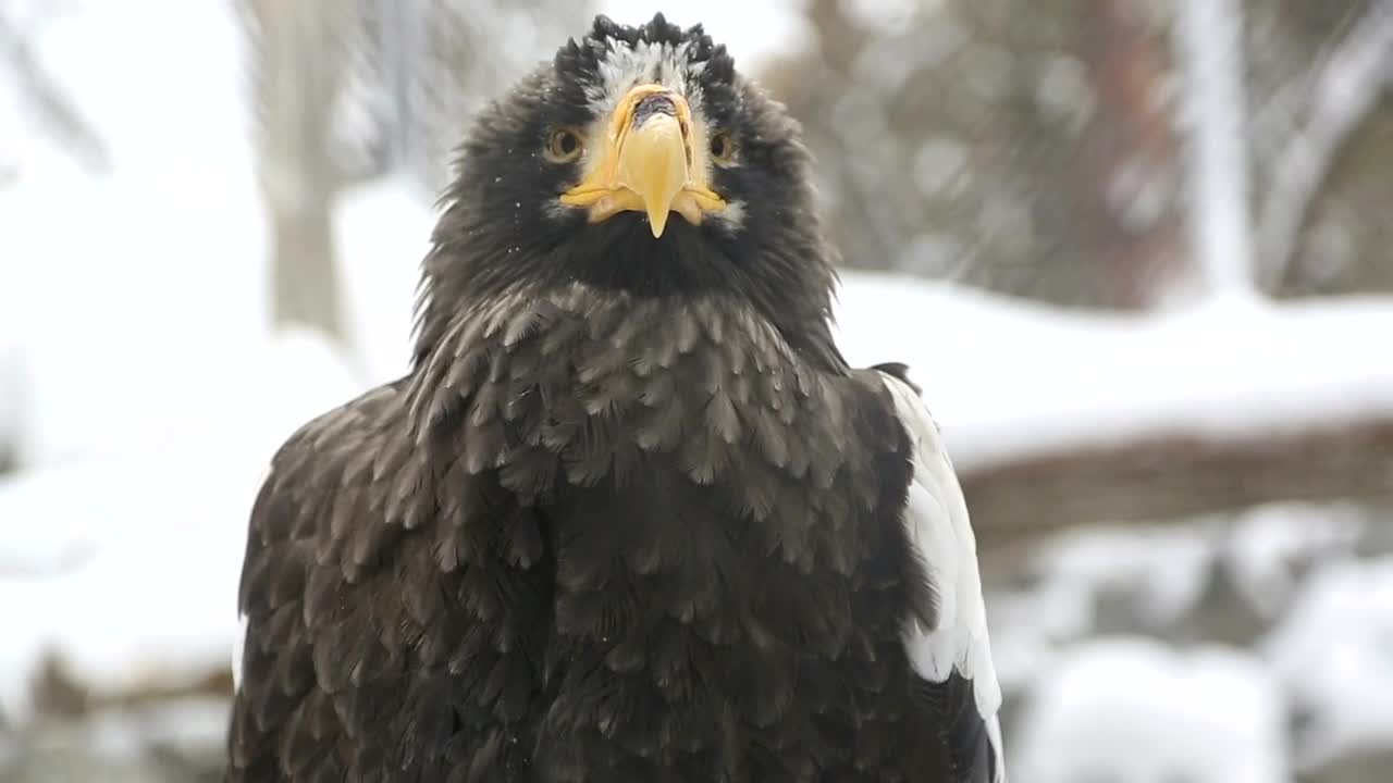 Download Stock Video Eagle In The Snow Closeup Live Wallpaper For PC