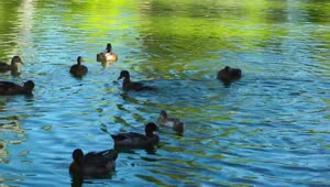 Download Stock Video Ducks Having Fun In A Lake Live Wallpaper For PC