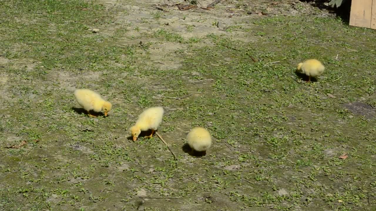 Download Stock Video Ducklings Feeding In A Field Live Wallpaper For PC