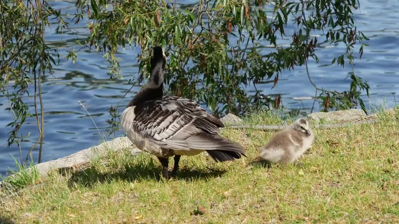 Download Stock Video Duck And Her Calf By A Lake Live Wallpaper For PC