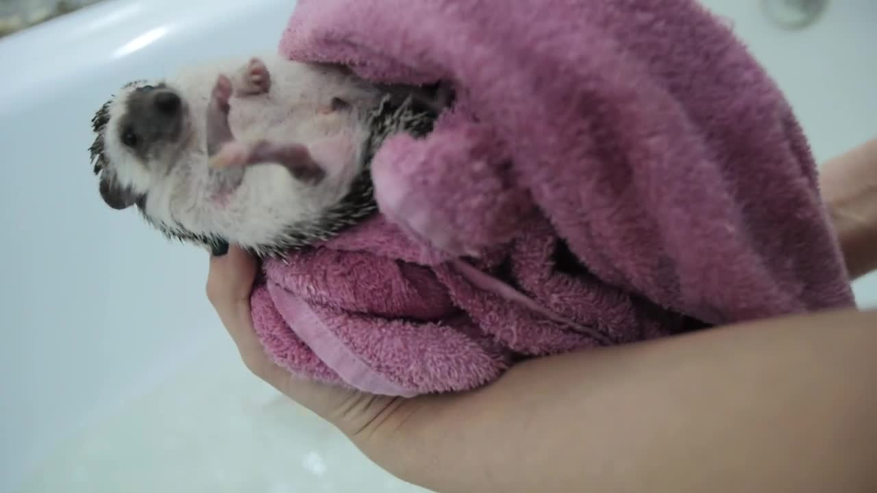 Download Stock Video Drying A Pet Hedgehog After A Bath Live Wallpaper For PC