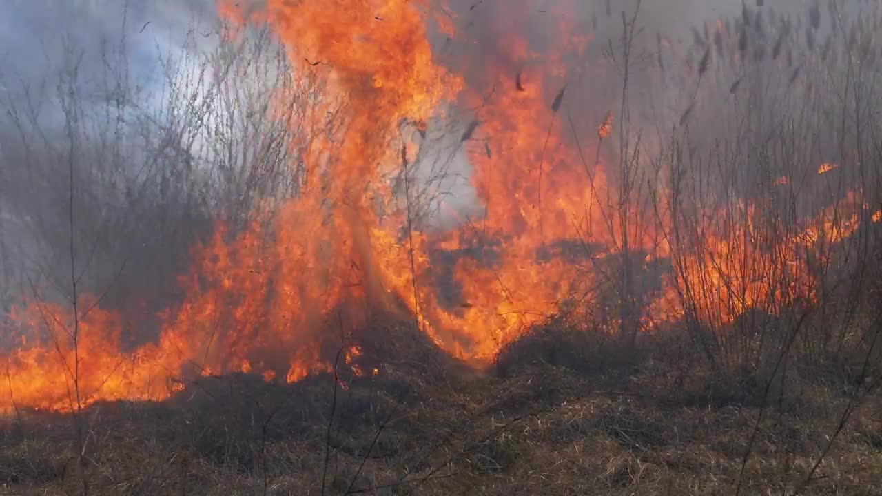 Download Stock Video Dry Forest Burning Live Wallpaper For PC