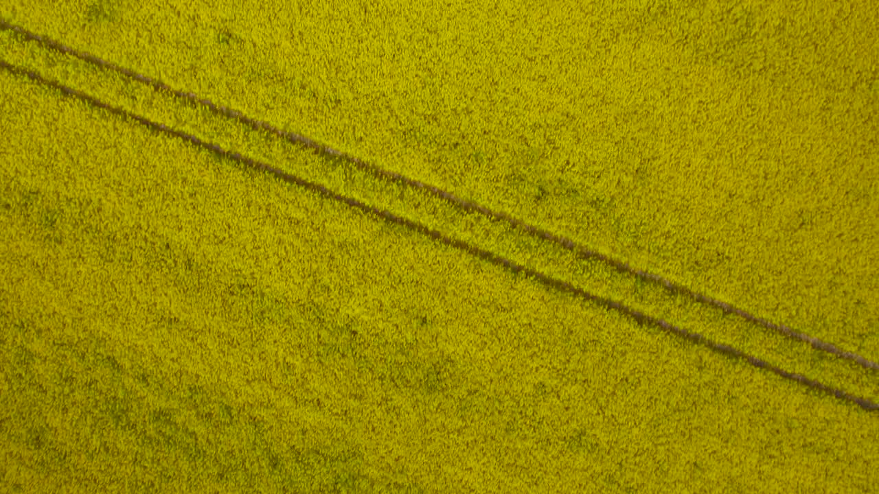 Download Stock Video Drone Shot Of Yellow Crops Live Wallpaper For PC