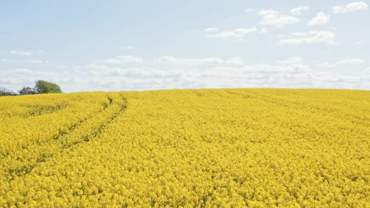 Download Stock Video Drone Flying Over Crops Live Wallpaper For PC