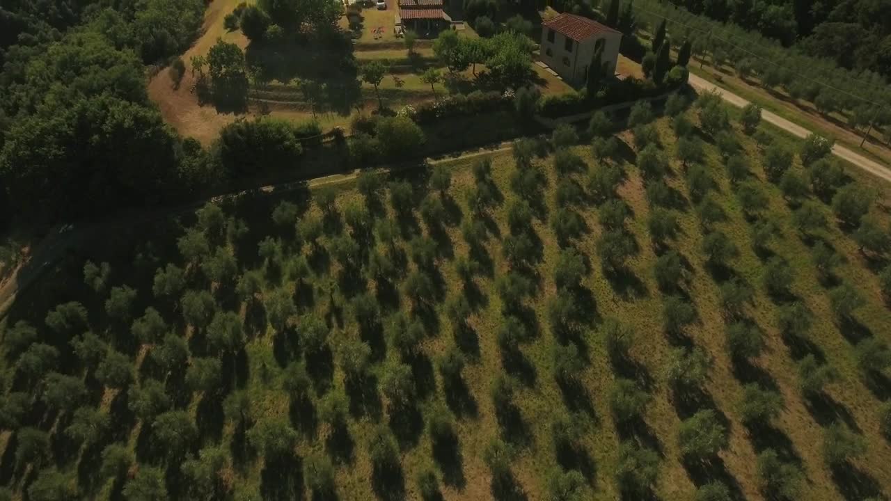 Download Stock Video Drone Flying Across Olive Fields Live Wallpaper For PC