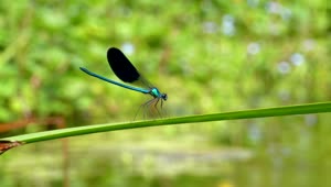 Download Stock Video Dragonfly Standing On A Green Branch Live Wallpaper For PC