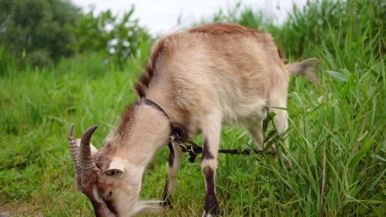 Download Stock Video Domestic Goat Eating In The Meadow Live Wallpaper For PC