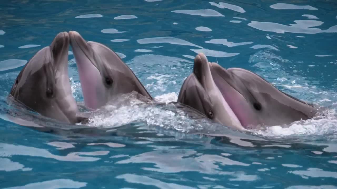 Download Stock Video Dolphins Dancing At A Show Live Wallpaper For PC