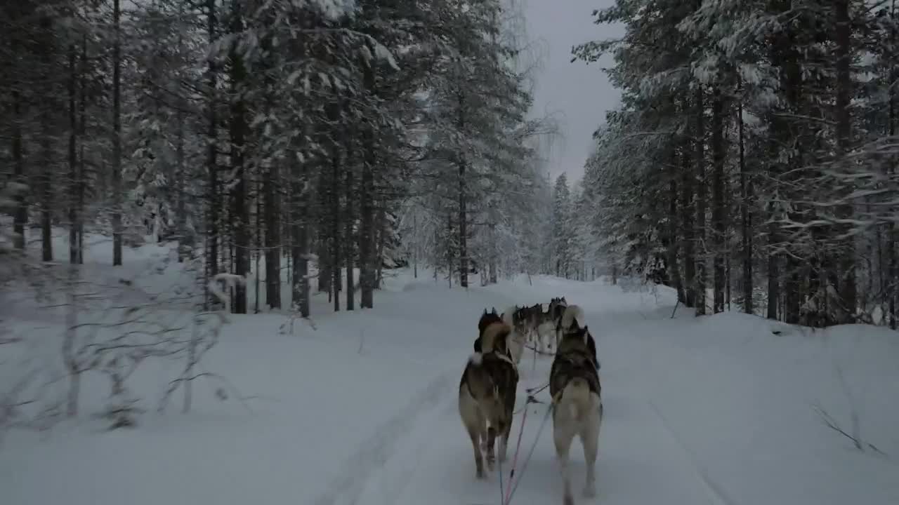 Download Stock Video Dogsled Team Heading Through A Forest Live Wallpaper For PC