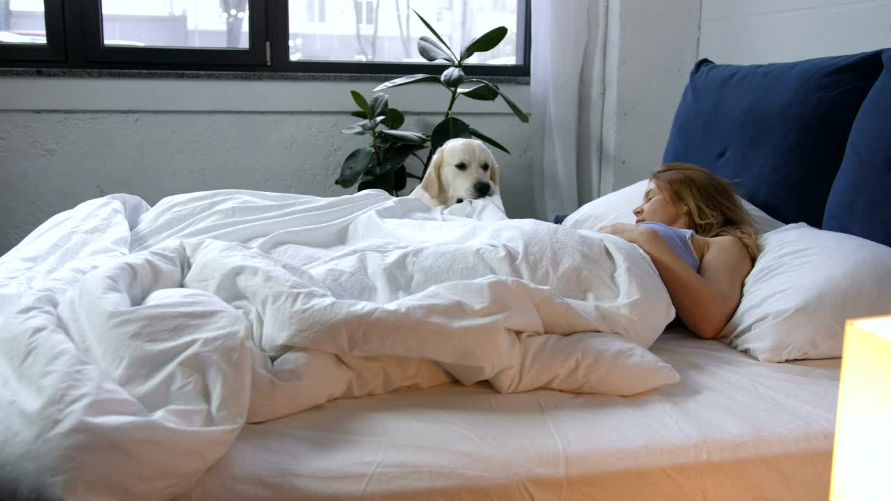 Download Stock Video Dog Waking Up Their Owner Live Wallpaper For PC