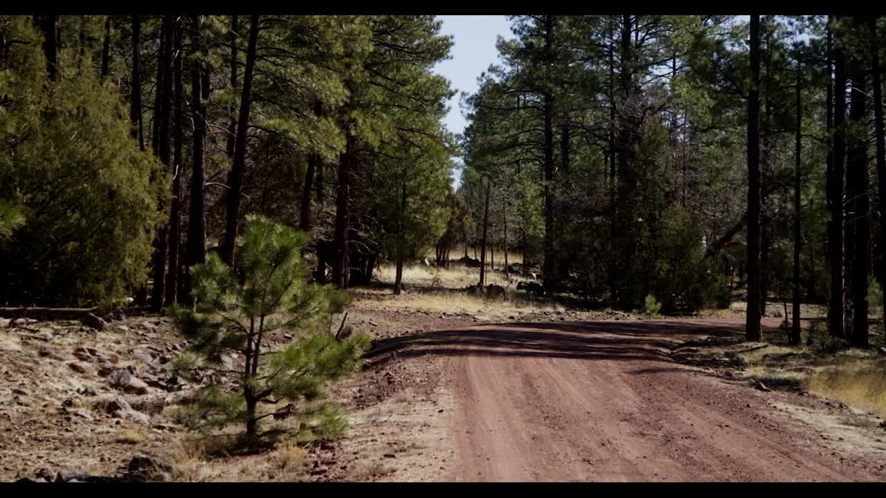 Download Stock Video Dirt Road In The Sedona Forest Live Wallpaper For PC