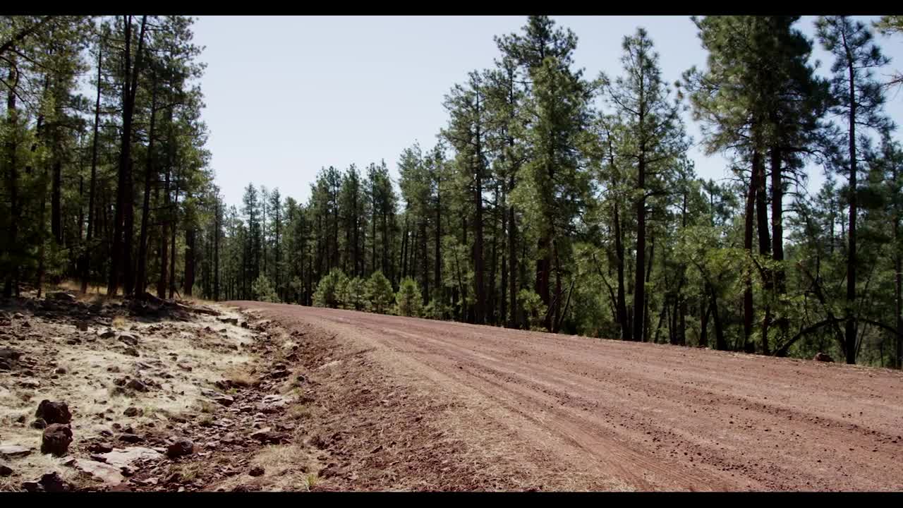 Download Stock Video Dirt Road In A Forest Live Wallpaper For PC