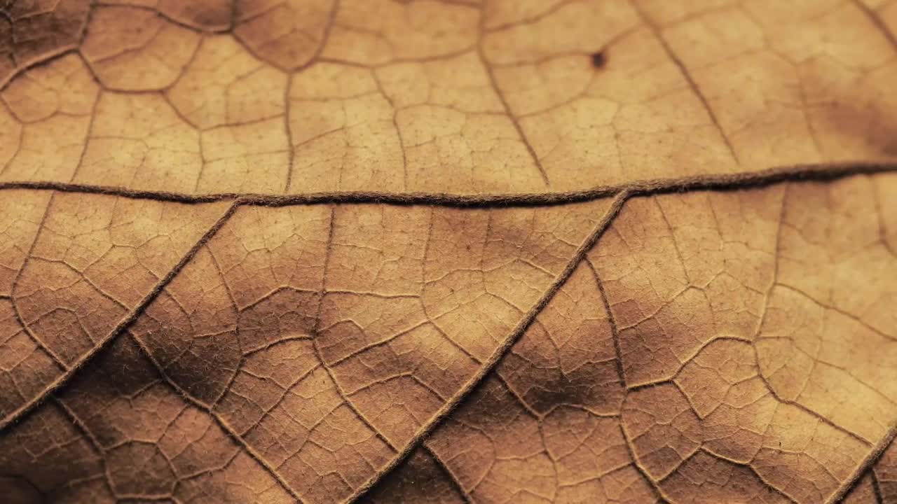 Download Stock Video Detailed Surface Of A Dry Leaf Live Wallpaper For PC