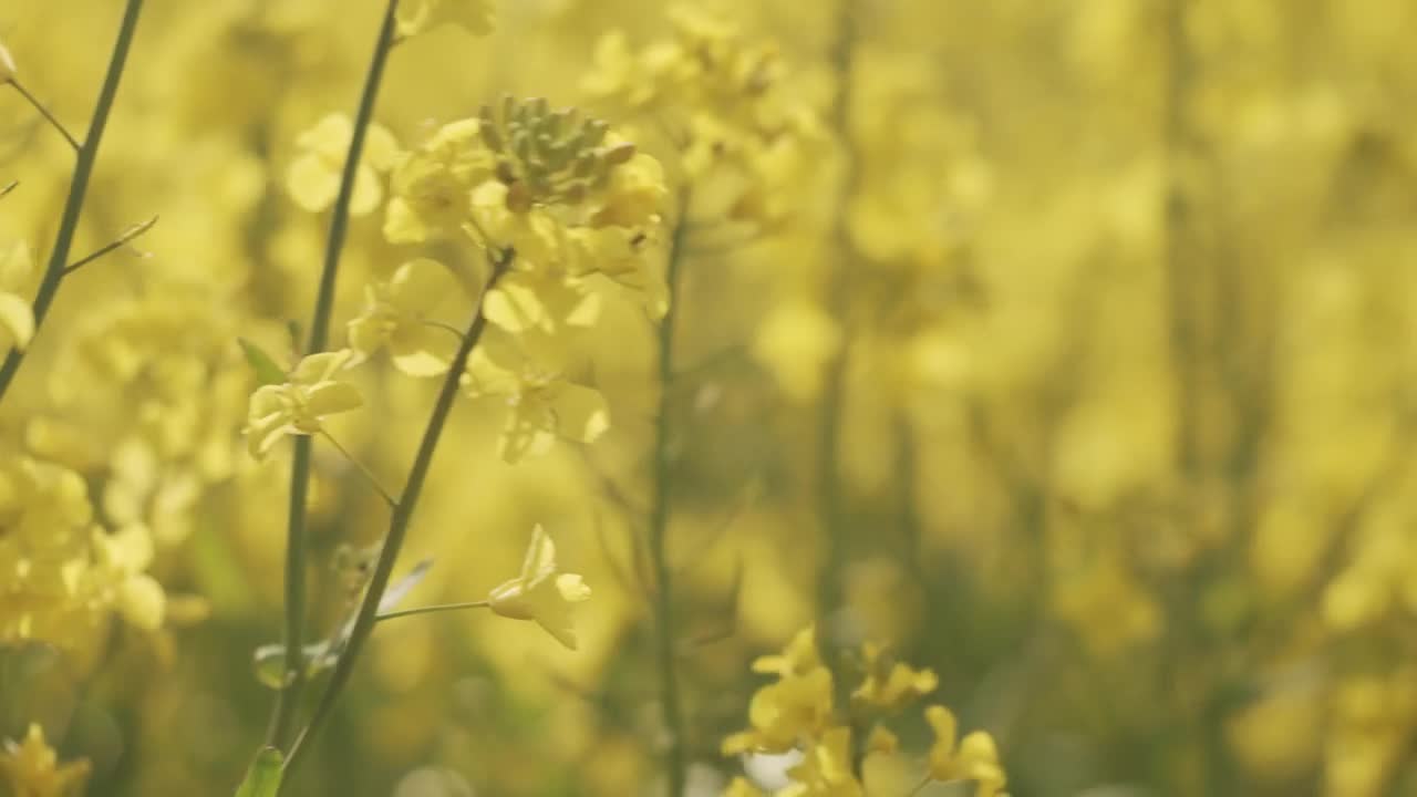 Download Stock Video Detailed Shot Of Flowering Crops Live Wallpaper For PC