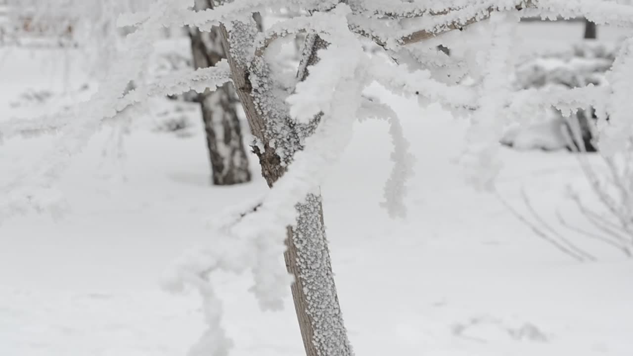 Download Stock Video Fresh Snow In The Forest Live Wallpaper For PC