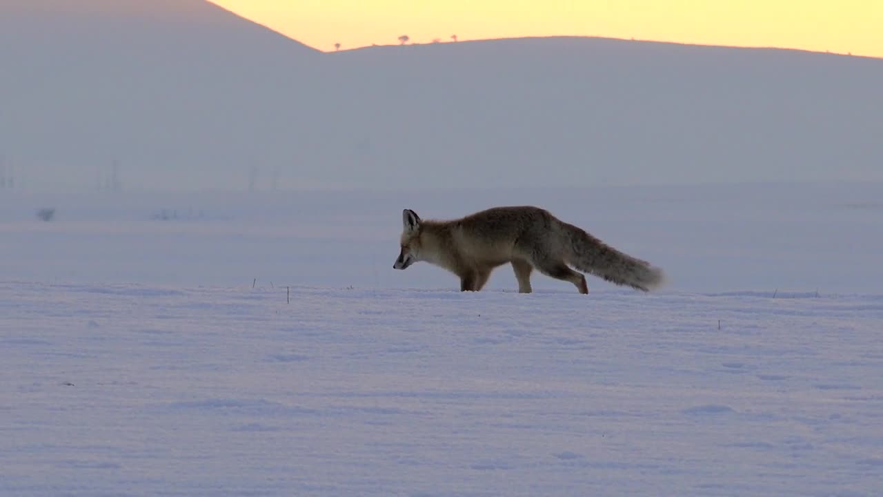 Download Stock Video Fox Running In The Snow Live Wallpaper For PC