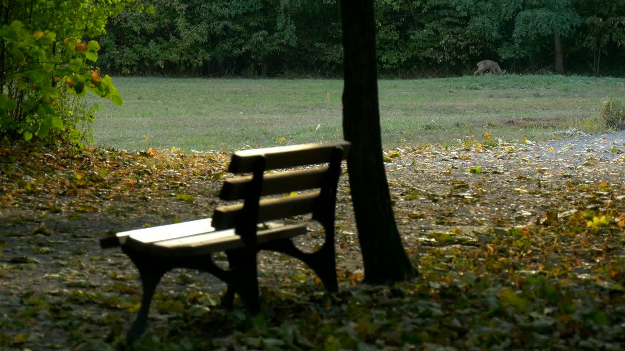 Download Stock Video Forest With A Bench And A Deer In The Distance Live Wallpaper For PC