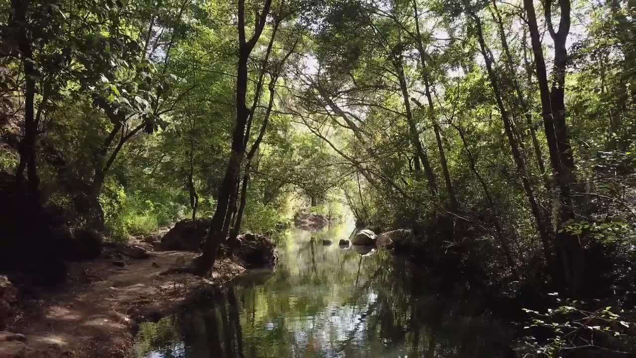 Download Stock Video Forest Stream In The Sunlight Live Wallpaper For PC