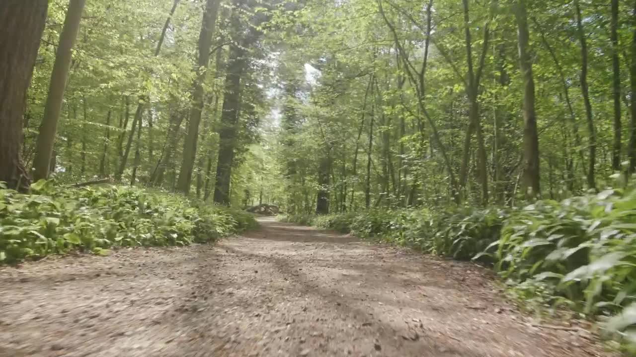 Download Stock Video Forest Running Trail In Summer Live Wallpaper For PC