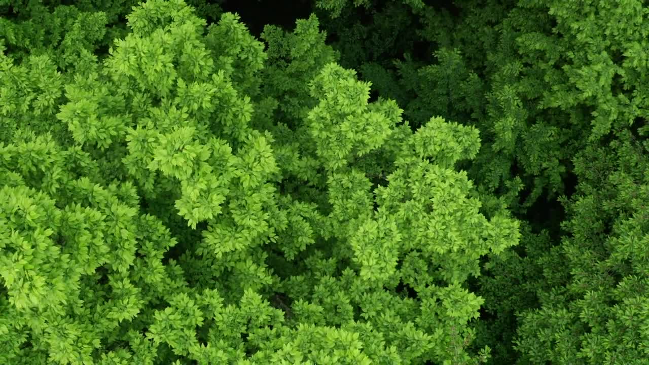 Download Stock Video Forest Of Dense Trees From The Heights Live Wallpaper For PC