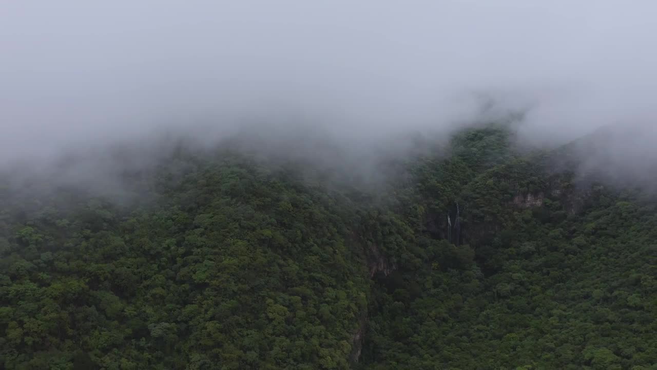 Download Stock Video Forest Disappearing In The Fog Live Wallpaper For PC