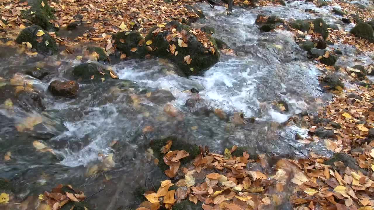 Download Stock Video Forest Creek In Autumn Live Wallpaper For PC